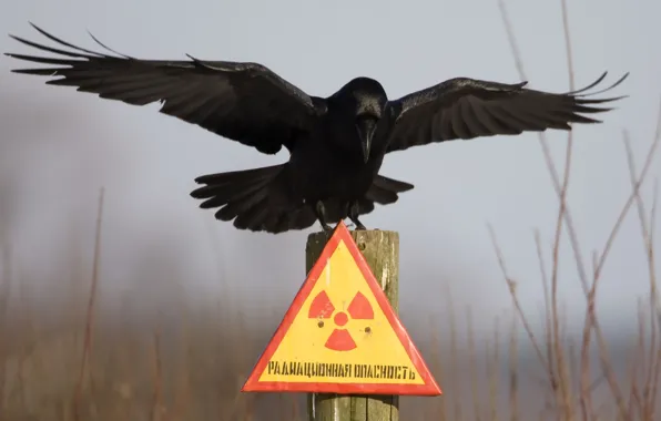 Обои табличка, ворон, чернобыль, столбик, радиационная опасность