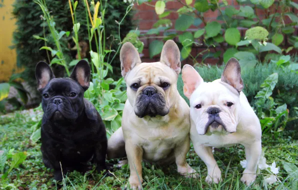 Обои лето, французский бульдог, трава, три собаки, French Bulldog