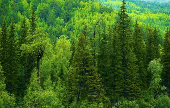 Обои Россия, ели, тайга, зелень, деревья, лес