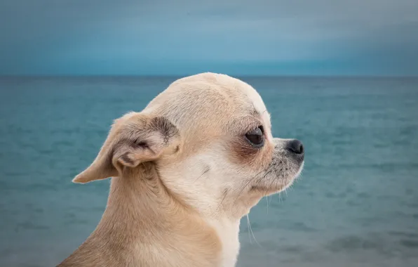 Обои собака, чихуахуа, пёсик, портрет, профиль, море, собачонка, мордочка