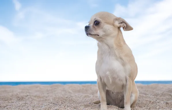 Обои собака, чихуахуа, пёсик, собачонка, небо, песок