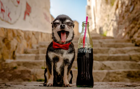 Обои собака, чихуахуа, бутылка, пёсик, лестница, кока-кола, собачонка, ступеньки, бабочка, радость, язык