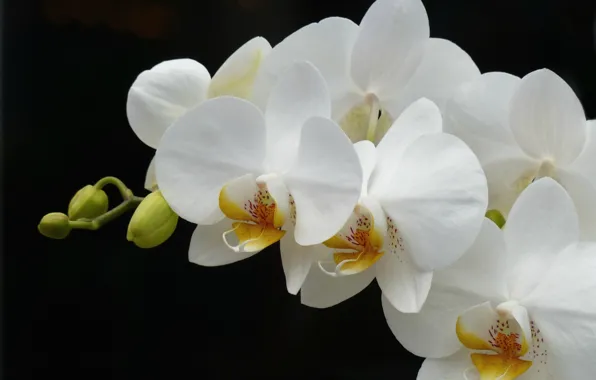 Обои белый, орхидея, ветка