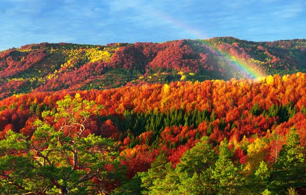 Обои лес, Карпаты, золотая, Украина, осень, Закарпатье, деревья, горы, разноцветные, солнце