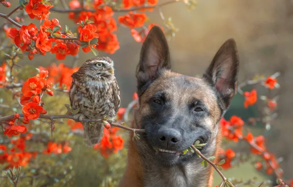 Обои ветки, куст, птица, природа, пёс, сова, цветы, собака