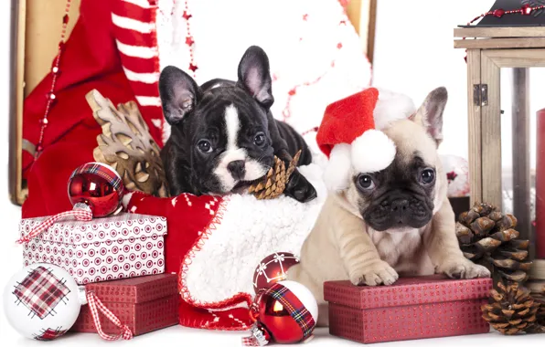 Обои шарики, снежинка, подарки, собаки, шишки, игрушки, колпак, коробки, щенки, французский бульдог