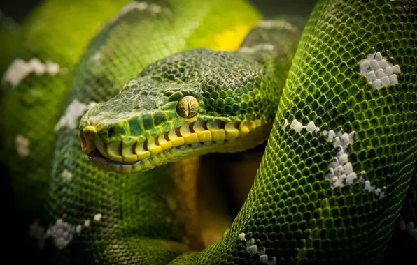 Обои змея, питон, snake, рептилия, reptile