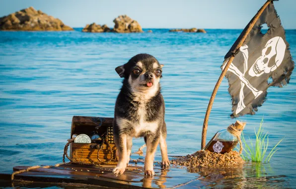 Обои собака, чихуахуа, бутылка, пёсик, флаг, Весёлый Роджер, плот, плавание, море, сундук, капитан, собачонка, сокровища, пират