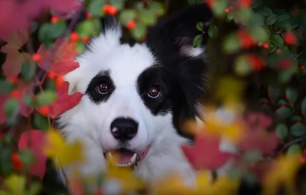 Обои осень, ягоды, боке, листья, морда, Бордер-колли, взгляд, собака