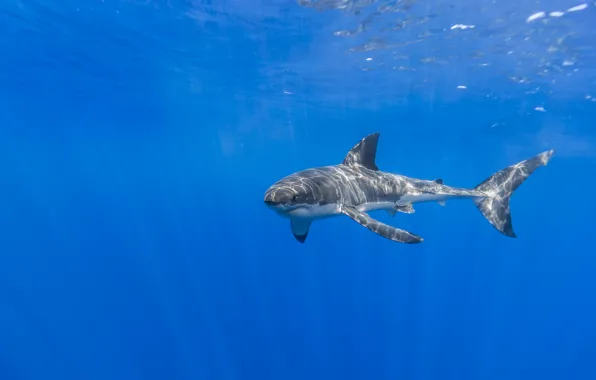 Обои море, акула, природа
