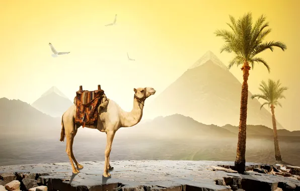 Обои камни, небо, Cairo, птицы, пустыня, Египет, верблюд, пирамиды, пальмы, солнце