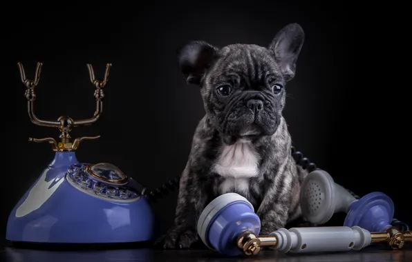 Обои французский бульдог, телефон, мраморный, щенок