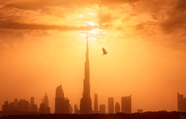Обои Дубай, город, ОАЭ, птица, свет, утро
