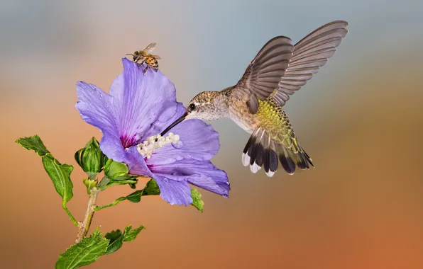 Обои цветок, колибри, пчела, птица