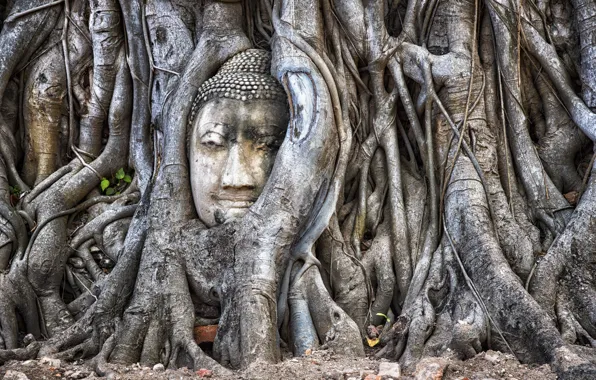 Обои Аюттхая, Таиланд, дерево