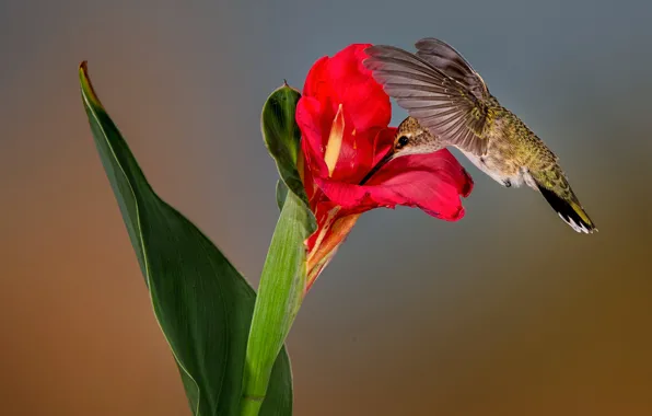 Обои черногорлый архилохус, колибри, цветок, природа