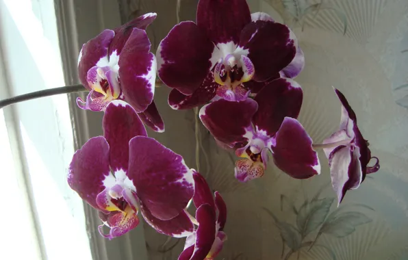 Обои немного экзотики, орхидея, красота