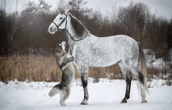 Обои лошадь, уздечка, хаски, зима, стойка, снег, конь, собака