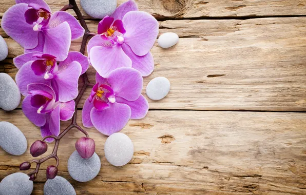 Обои камни, орхидея, orchid, wood, flowers, pink
