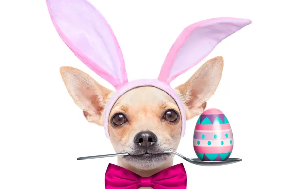 Обои яйцо, ложка, уши, bow, бант, Easter, Пасха, holidays, dogs, чихуахуа, собака