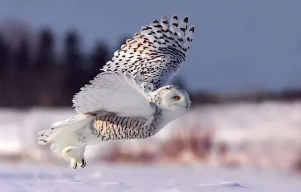 Обои полярная сова, взлет, зима, белая сова, снег, полет, сова