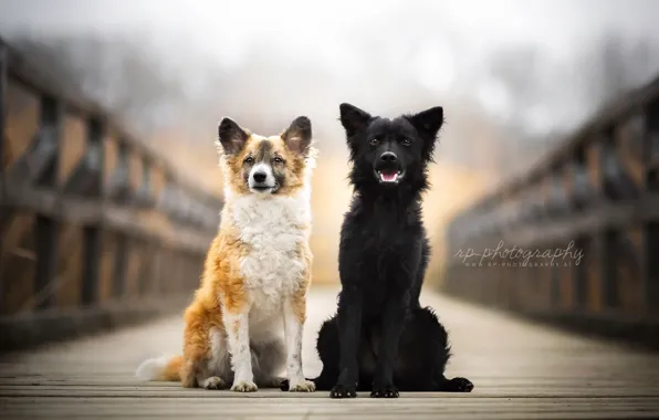 Обои собаки, мост, друзья