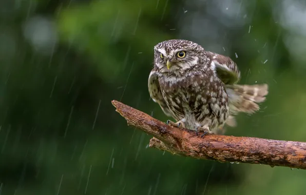 Обои сова, дождь, птица, сук, Домовый сыч