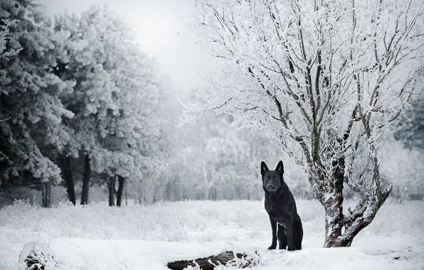 Обои Немецкая овчарка, деревья, природа, снег, зима, собака
