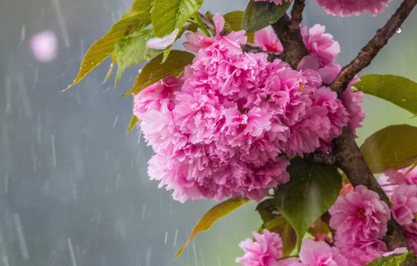 Обои дождь, ветка сакуры, цветение весной