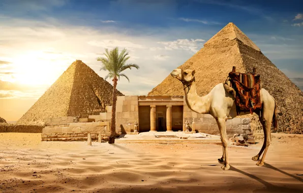 Обои Cairo, пирамиды, верблюд, Египет, пустыня, песок, пальма, солнце, небо, камни