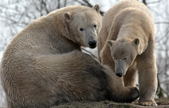 Обои медведи, полярные, пара, семья