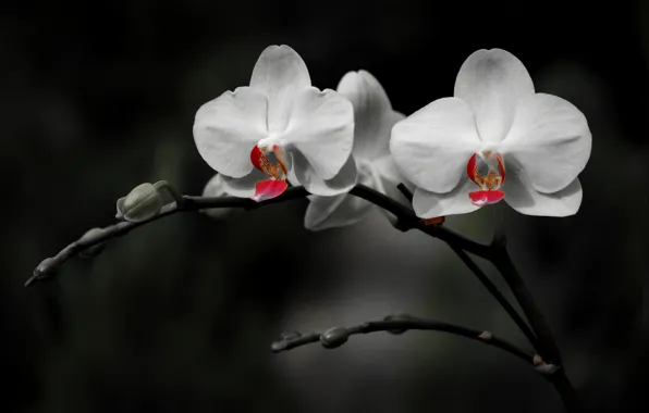 Обои орхидея, фон, лепестки