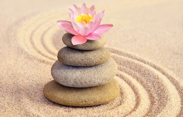 Обои zen, камни, лотос, flower, цветок, sand, pink, песок, stones, спа, spa