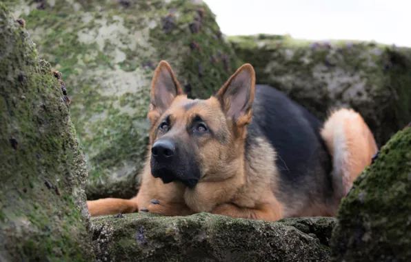 Обои собака, камни, Немецкая овчарка