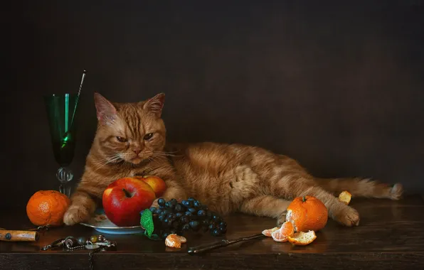 Обои мандарины, виноград, яблоки, котейка, бокал, рыжий кот