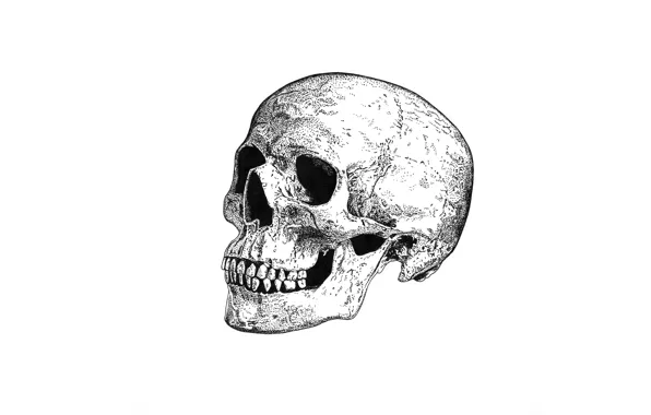 Обои череп, смерть, skull