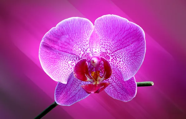 Обои орхидея, цветок, лепестки