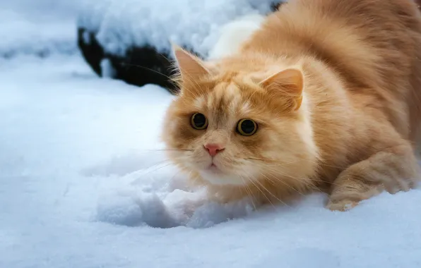 Обои кошка, взгляд, снег, рыжий кот