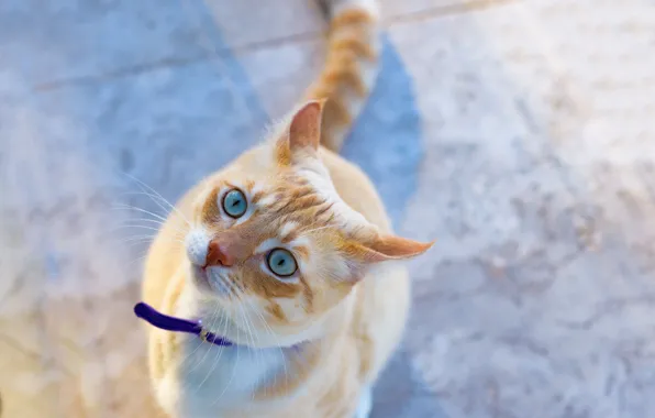 Обои котейка, взгляд, мордочка, рыжий кот, голубые глаза