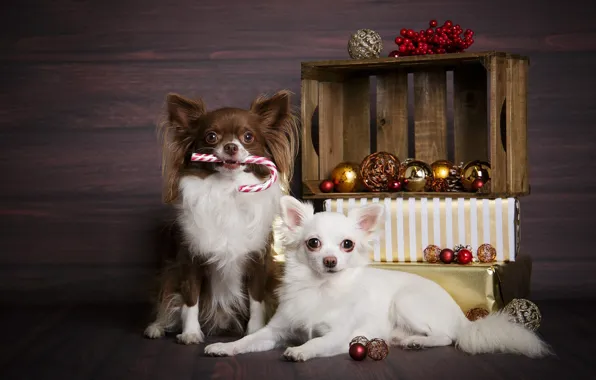 Обои Рождество, Новый год, парочка, ящик, собаки, подарки, чихуахуа, шарики