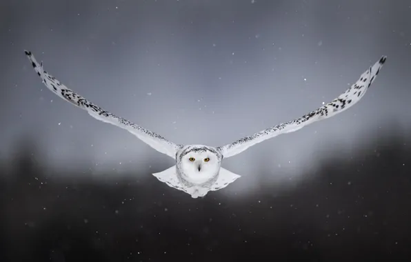 Обои полярная сова, птица, белая сова, крылья, полёт, сова, фон, снег