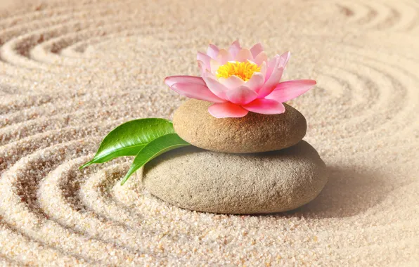 Обои zen, камни, лотос, spa, pink, sand, песок, цветок, stones, спа, flower