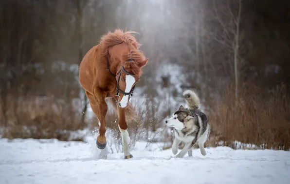 Обои хаски, снег, лошадь, бег, собака