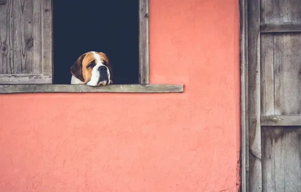 Обои дом, окно, грусть, ностальгия, собака