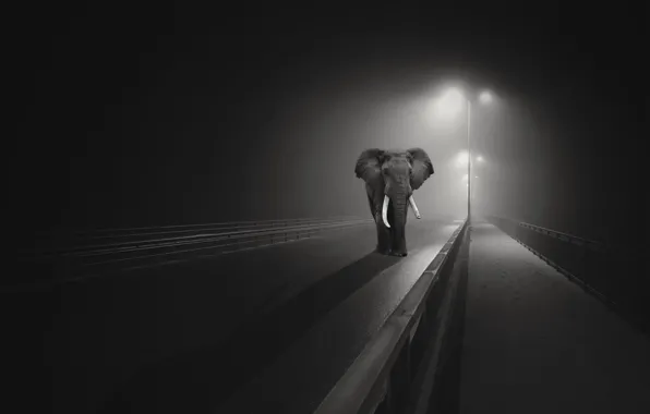 Обои слон, город, ночь, мост
