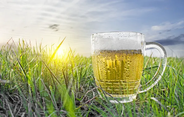 Обои пиво, трава, небо, рассвет, поле, кружка, солнце