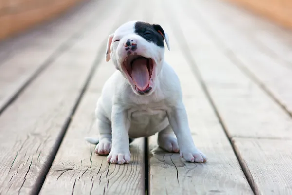 Американский стаффордширский щенок терьера — стоковое фото