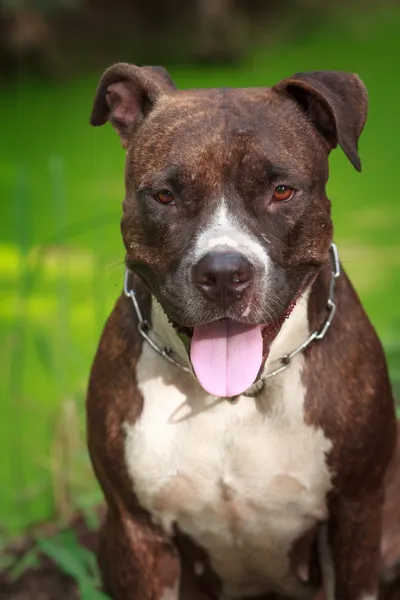 Лицо Pitbull Собака — стоковое фото