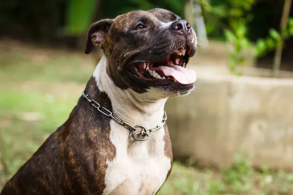 Лицо Pitbull Собака — стоковое фото