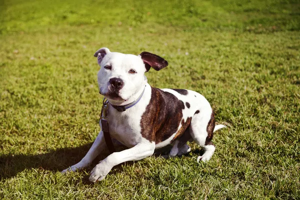 Pitbull Собака, сидящая на лужайке — стоковое фото